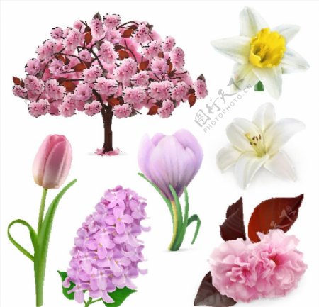 粉色花朵植物图片