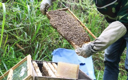 养蜂场蜜蜂图片