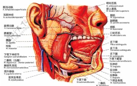口腔粘膜解剖图图片