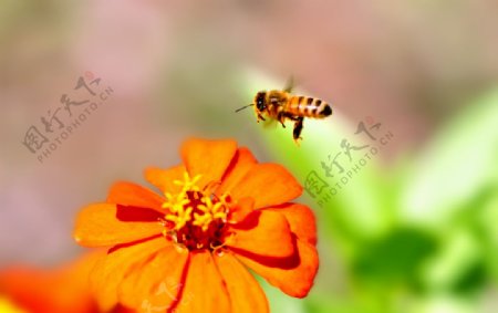 蜜蜂圖片