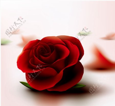 质感红玫瑰花图片