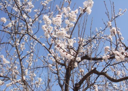 樱花花树图片