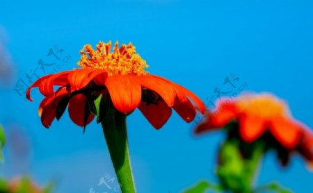 漂亮的非洲菊摄影美图图片