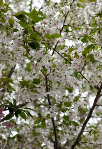 枝头上盛开的茉莉花图片