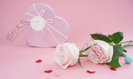 粉色玫瑰花拍攝素材圖片