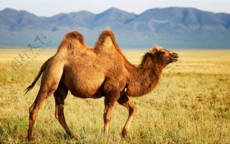 骆驼高清大图图片