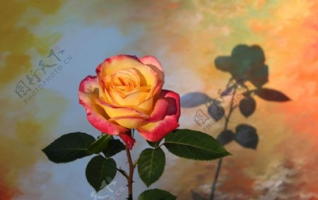 彩色玫瑰图片