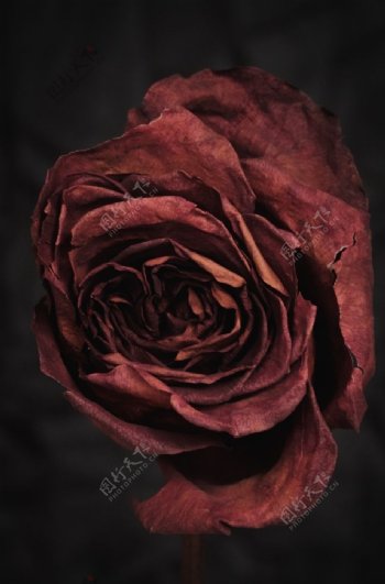 月季玫瑰红玫瑰欧月花朵图片
