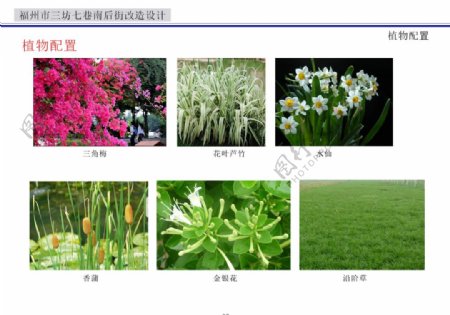 植物花朵图片