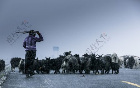 孤独的牧羊人图片