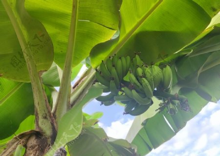 香蕉果园水果图片