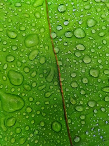 水滴绿叶图片