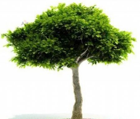 国外精品植物树木灌木3D模型75套5