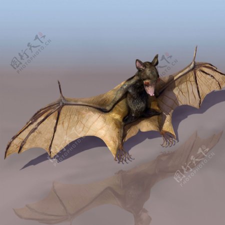 BAT蝙蝠3d模型图片