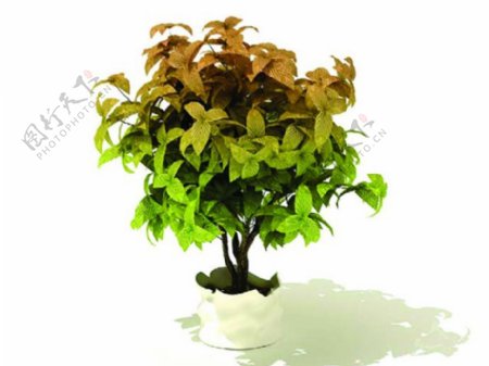 室内植物3d模型