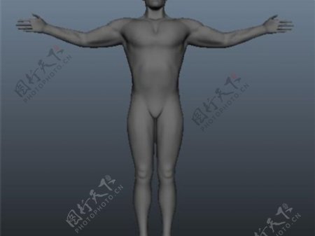 男性人体构造游戏模型