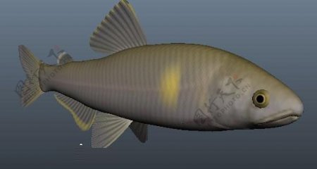 3D鱼模型