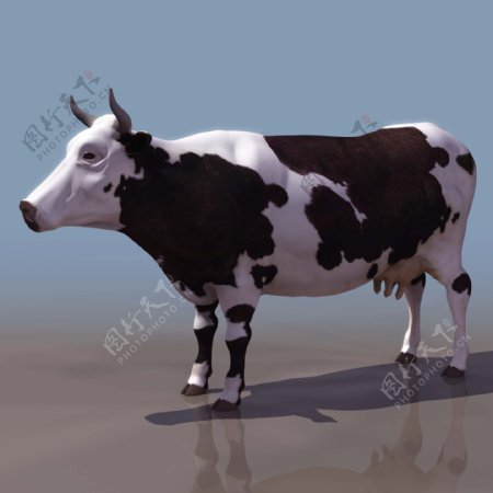 奶牛动物3D模型素材