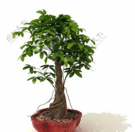 盆景植物3D模型盆栽植物3D模型免费下载含材质31