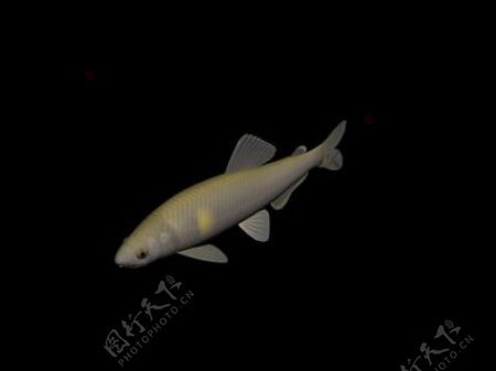 动物鱼类3d模型动植物模型免费下载动物3d模型18