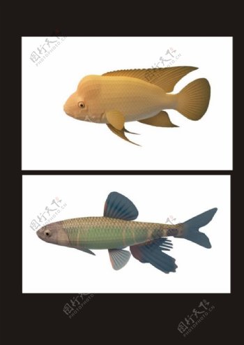 金斑马鱼3d模型