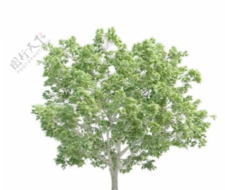 高精细挪威槭桐状槭Acerplatanoides带贴图