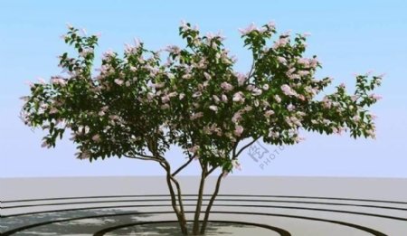 高精细丁香花树模型syringa02