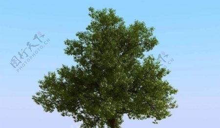 高精细橡树模型oak02