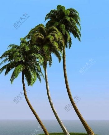 高精细椰子树coconutpalm06