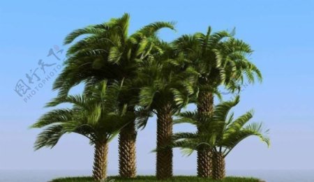 被风吹后的椰子树棕榈树pindopalm01wind