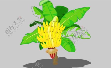 香蕉树flash