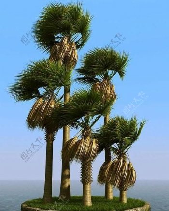 被风吹后的扇叶棕榈树sabalpalm01wind