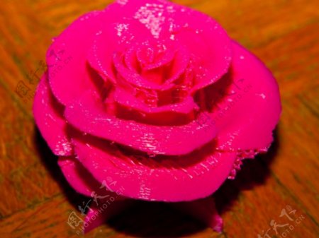 在雪绒花在粉红玫瑰