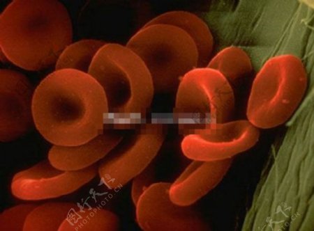 红血球ppt模板