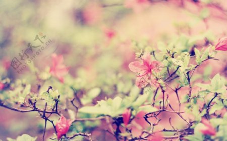 唯美粉色花团锦簇图片素材下载