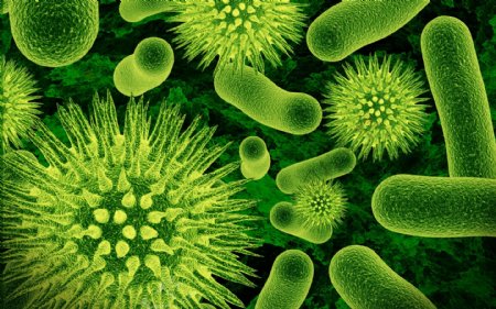 绿色细菌