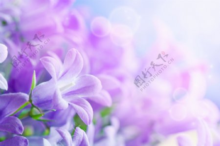 紫色鲜花背景图片下载