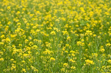 油菜田油菜花图片