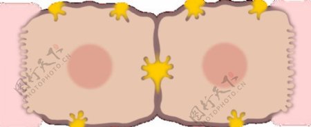 肝细胞的剪辑艺术