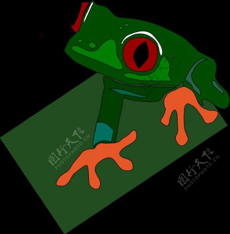 红眼树蛙的剪辑艺术