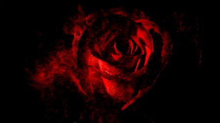 黑暗里的玫瑰
