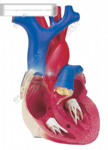 人体器官医学人体器官图片