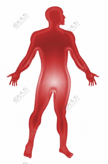 男性人体解剖轮廓红