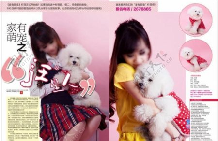 杂志内页粉红色宠物图片