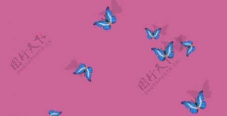 飞舞的蝴蝶flash图片