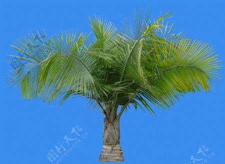 国王椰子植物素材