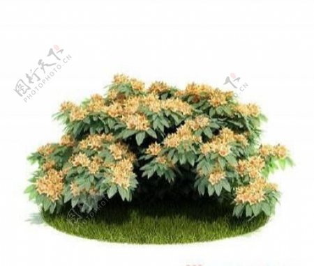 国外精品植物树木灌木3D模型75套4