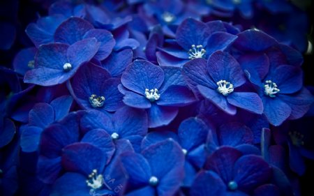 蓝色花朵背景
