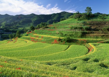 自然风景田园风景清新自然