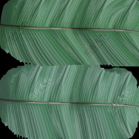 香蕉树园林植物3dmax模型
